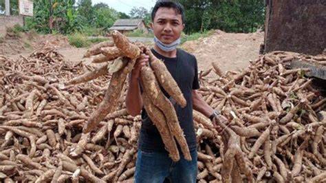 Harga Singkong Lampung Meroket Jadi Rp3.050 per Kg, Petani Puas dan Pemerintah Didorong Tingkatkan Dukungan Subsidi